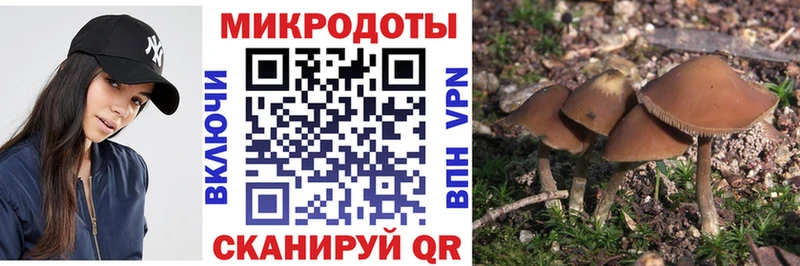 сколько стоит  Гусь-Хрустальный  Галлюциногенные грибы Psilocybine cubensis 